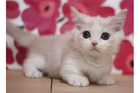 成約済の東京都のマンチカン(短足)-106558の2枚目